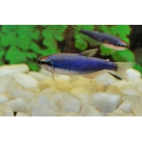 Blauwe koningstetra super blauw 2,5-3cm